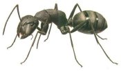 ant