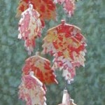 autumn leaf wind chimes