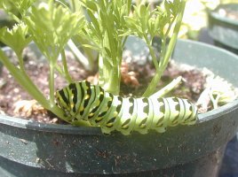 swallowtail caterpillar