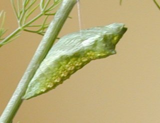 swallowtail chrysalis