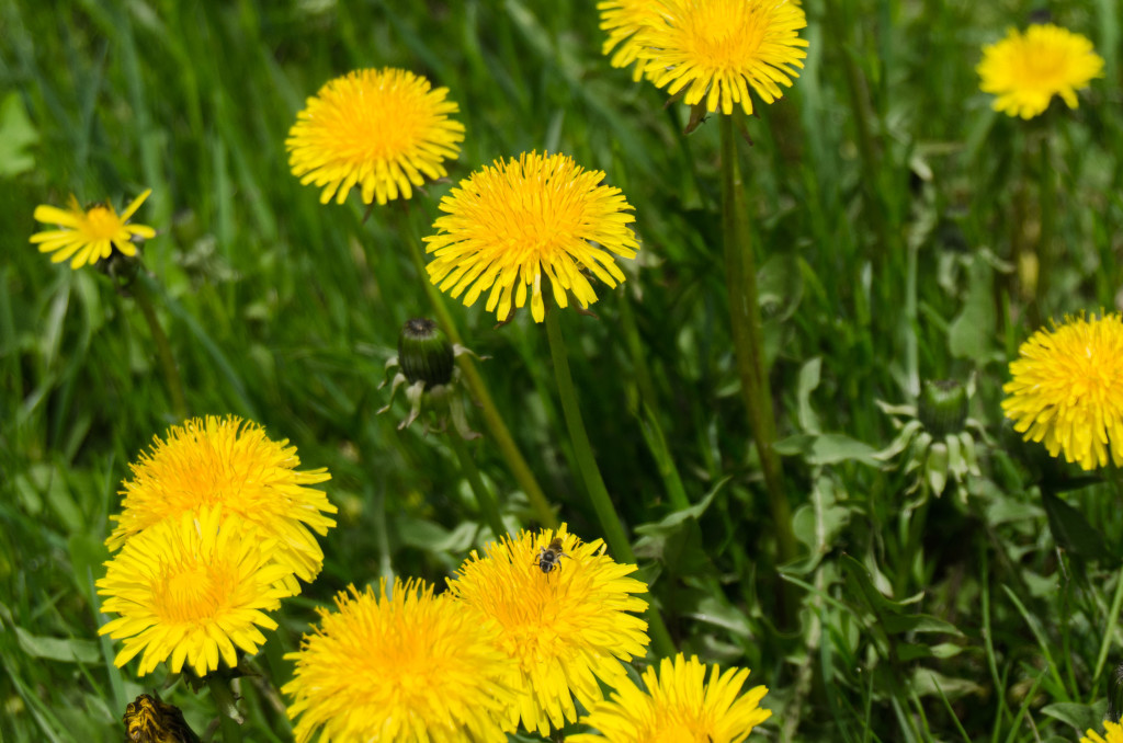 dandilions