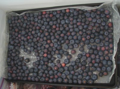 frozen-blueberries