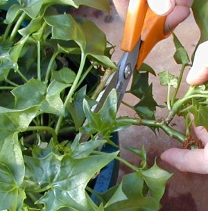 How to Propagate Ivy from Cuttings