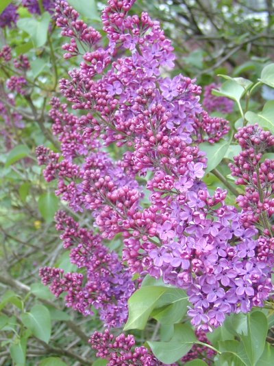 french lilac
