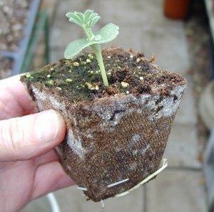 lupine pot