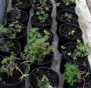 lupines in pots