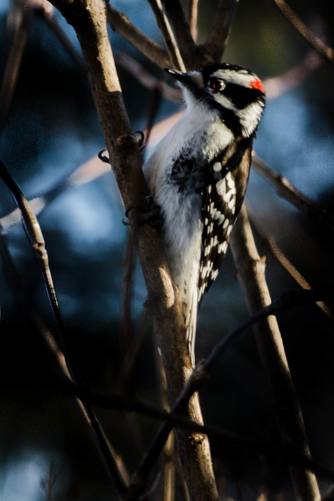 male downy woodpecker