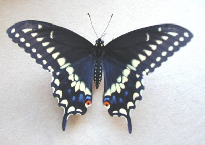 swallowtail butterfly