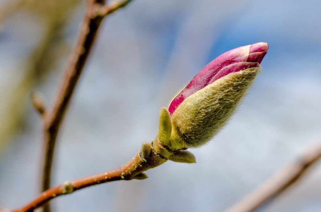 tulip tree