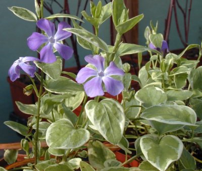 potted vinca vine