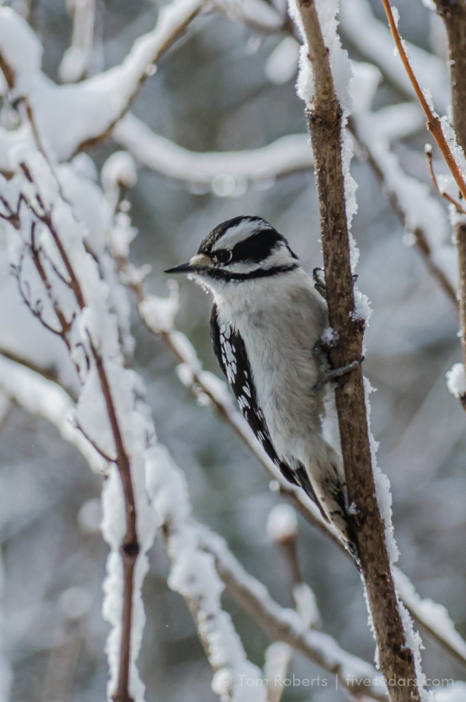 Female Downy Woodpecker 