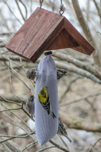 Dry roof with thistle sox.