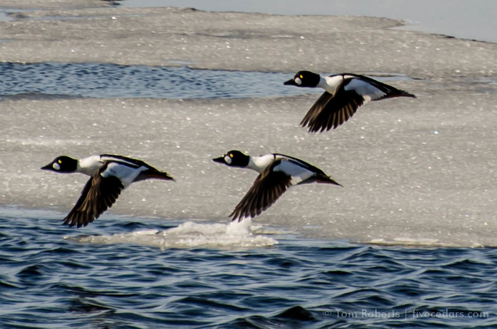 golden eye ducks