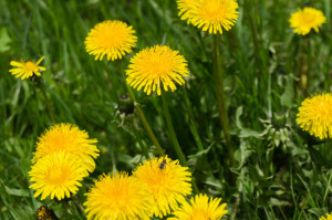 dandelions