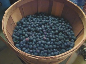 blueberry-basket2