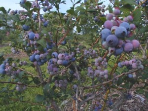 blueberry-bush1