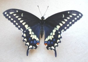 swallowtail butterfly