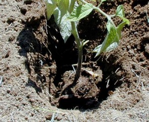 bury tomato plant
